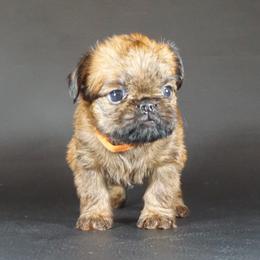 Orange Collar Girl - Red female Brussels Griffon puppy in Florida from Robin’s Griffons