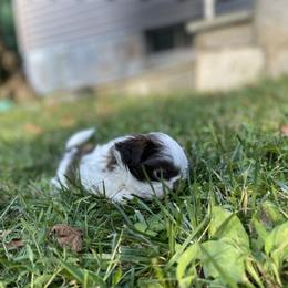 Shih Tzu Puppies from Dempsey’s Darlings