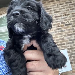 Cavapoo and Shihpoo Puppies from Haus of Doodles