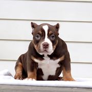 Shorty Bull Puppies from Exquisite Star Kennel