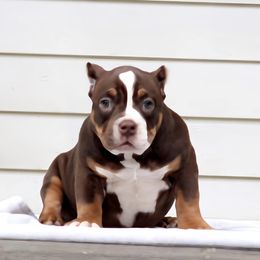 Shorty Bull Puppies from Exquisite Star Kennel