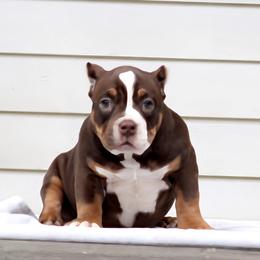 Shorty Bull Puppies from Exquisite Star Kennel