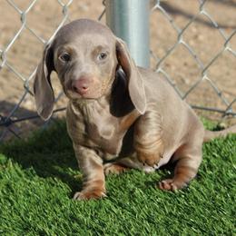 Lucky - Fawn (Isabella) male Dachshund puppy in Victorville, California from Wirz’s Weens