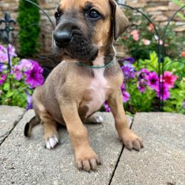 Light blue collar - Fawn male Great Dane puppy in Corsica, Pennsylvania from Ferguson Family Danes LLC