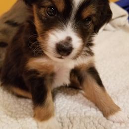 Toy Australian Shepherd Puppies from Shelly Johnson's Australian Shepherds