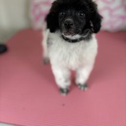 Poodle Puppies from Lixira Poodles