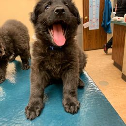 German Shepherd Puppies from Vogelhaus German Shepherds