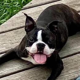 Daisy - Boston Terrier
