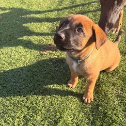 GREEN - Fawn male Belgian Malinois puppy in Bowman, South Carolina from Cascade Kennels