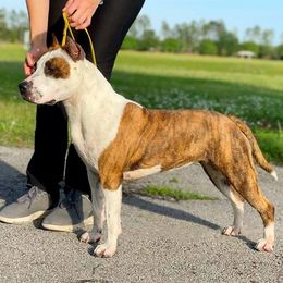 Gaga - American Staffordshire Terrier