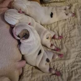 Black - White male Bulldog puppy in Walhalla, South Carolina from Lowery's English Bulldogs