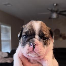 Bulldog Puppies from Nelda Fernandez