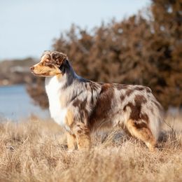 Australian Shepherd puppies from Silver Linings Australian Shepherds