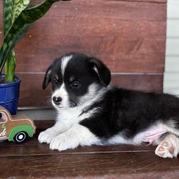 Jake - Black and tan male Pembroke Welsh Corgi puppy in Creston, Iowa from GSF Pembroke Welsh Corgis