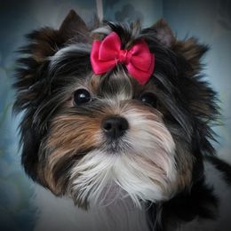 Biewer Terriers from Biewers von Lamel