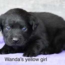 Yellow female - Black female Labrador Retriever puppy in Mississippi from Sure Shot English Labs