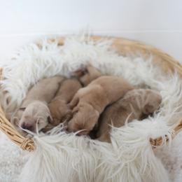 Male show bred puppy (family pet) - Golden male Golden Retriever puppy in Lemoore, California from UnrivaledGoldens