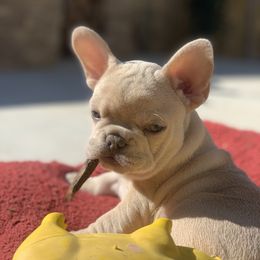 DaVinci - French Bulldog puppy in Fredericksburg, Texas from Frenchiebred