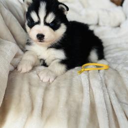 Dogue - Black and white male Pomsky puppy in Yavapai County, Arizona from Pawsh Pomskies