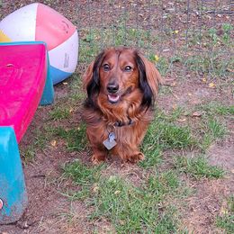 Jax - Dachshund