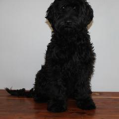 Sydney - Australian Cobberdog