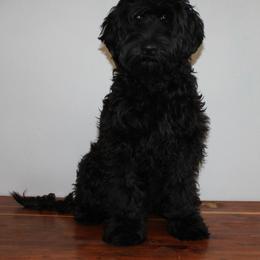 Sydney - Australian Cobberdog