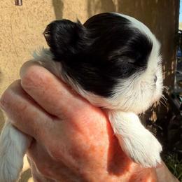 Bentley - Black and white male Shih Tzu puppy in Victorville, California from Precioustzus