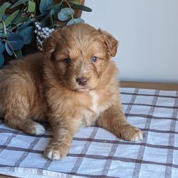 Light pink - Red female Companion Cross puppy in Tom's Brook, Virginia from rising sun duck tollers