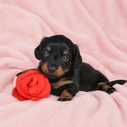 Posey - Black and tan female Dachshund puppy in Augusta, Georgia from Cherokee Hill Dachshunds