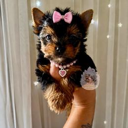 Dolly 5,348 - Black and tan female Yorkshire Terrier puppy in Pittsburg, California from Crystal Garden Yorkies