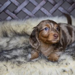 Dachshund Puppies from Dachsy