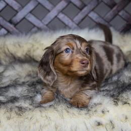 Dachshund Puppies from Dachsy