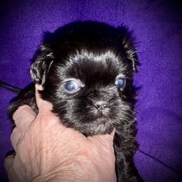 Ozzy - Black male Shih Tzu puppy in North Central Oregon, Oregon from T-Amore Shih Tzu