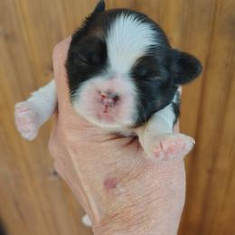 Maggie - Red and white female Shih Tzu puppy in Palmyra, New York from Karen's Tzus of Palmyra-Macedon