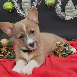 German Shepherd and Pembroke Welsh Corgi Puppies from J&R Shepherds & Corgis