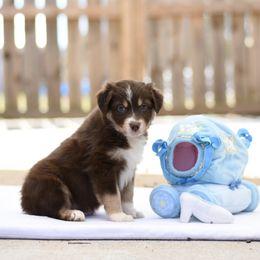 Australian Shepherd Puppies from Fairytail Aussies