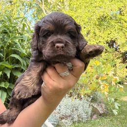 Teddy Bear aka Teddy - Brown and tan male Cockapoo puppy in Montana from Parti Puppies
