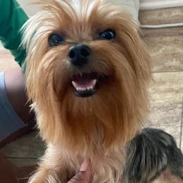 Yorkshire Terriers from Mid-South Yorkie’s, LLC