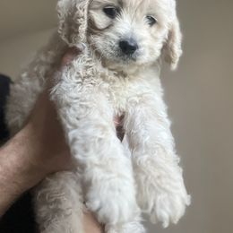 Cockapoo Puppies from East St. Poodles & Doodles