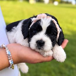 Red collar - Fluffy - Black and white female Cockapoo puppy in Mt Bethel, Pennsylvania from Stasia’s Cutiepoos