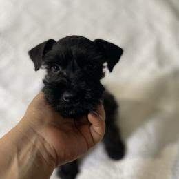 Rover - Salt and pepper male Miniature Schnauzer puppy in San Diego, California from KMS-Miniature Schnauzers