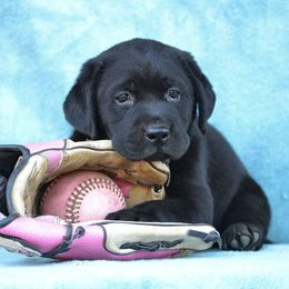 Beagle and Labrador Retriever Puppies from Jackpot Farms