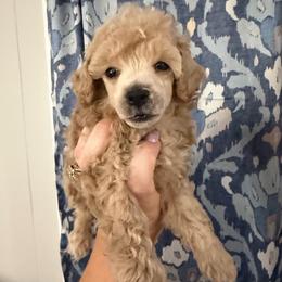 Boy 2 AKC Runt Bones - Apricot male Poodle puppy in Lees Summit, Missouri from Divine K9s LLC