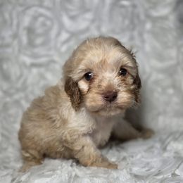 Bagel - Buff and white female Cockapoo puppy in West Point, Mississippi from Golden Paws