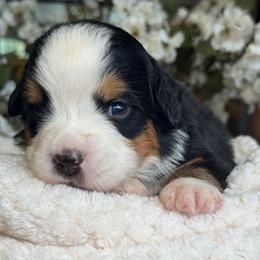 Dalia - pink collar - Tri-color female Bernese Mountain Dog puppy in Yuciapa, California from AlltheDoodlez_