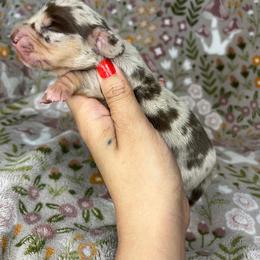 Girl1 - Dapple female Dachshund puppy in Beggs, Oklahoma from Parker House Dachshunds