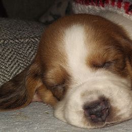 Basset Hounds and Chihuahuas from Hound Ridge Meadows