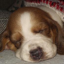 Basset Hounds and Chihuahuas from Hound Ridge Meadows