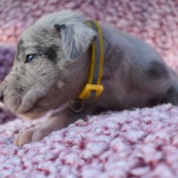 Yellow Collar Blue Merle Female - Great Dane puppy from Texas Blue Danes