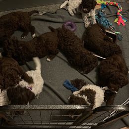 Cane Corso and Lagotto Romagnolo Puppies from El Dorado Cane Corso